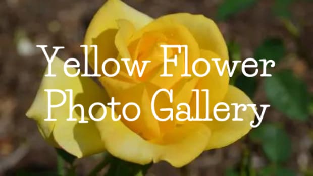 yellow-roses-a-photo-gallery