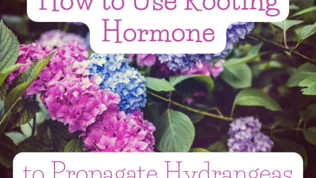 how-to-use-rooting-hormone-to-propagate-hydrangeas