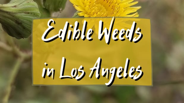 edible-weeds-in-los-angeles