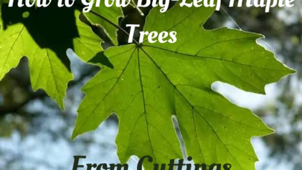 how-to-grow-big-leaf-maple-trees-from-cuttings