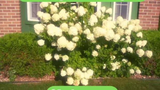 how-to-plant-a-hydrangea
