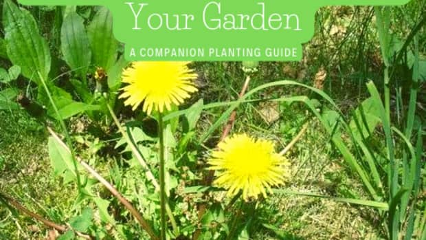 companion-planting-in-the-garden-good-and-bad-neighbours