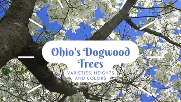 ohios-dogwood-trees