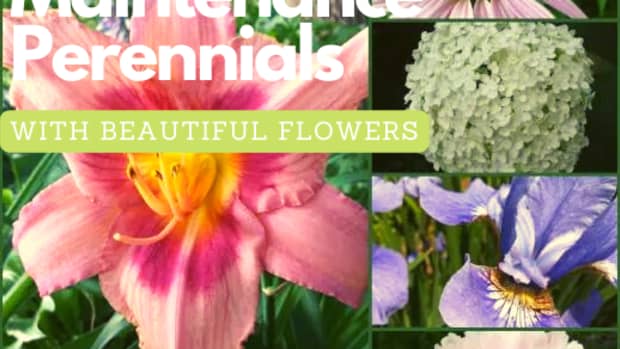 top-low-maintenance-perennials-with-beautiful-flowers