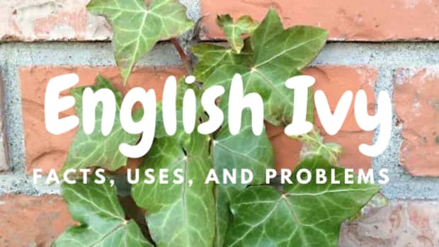 english-ivy-facts-uses-and-problems