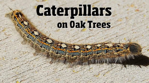 caterpillars-on-oak-trees