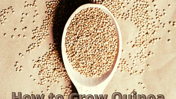 how-to-grow-quinoa