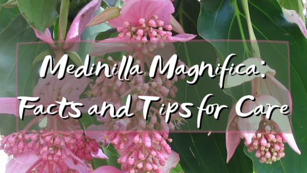 medinilla-magnifica-favorite-new-flowering-plant-of-2012