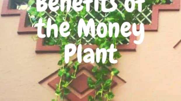 significance-of-growing-money-plant-in-your-house