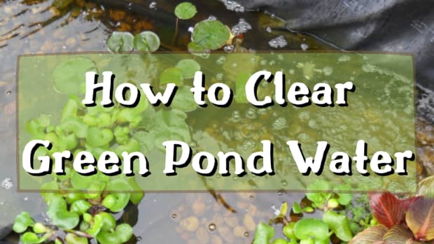 how-to-clear-green-pond-water
