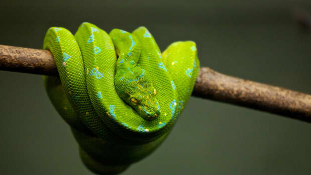 mini python snake pet｜TikTok Search