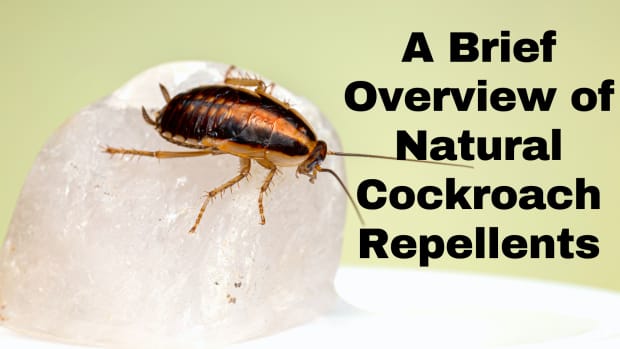 a-brief-overview-of-natural-cockroach-repellents