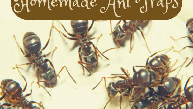 homemade-ant-traps
