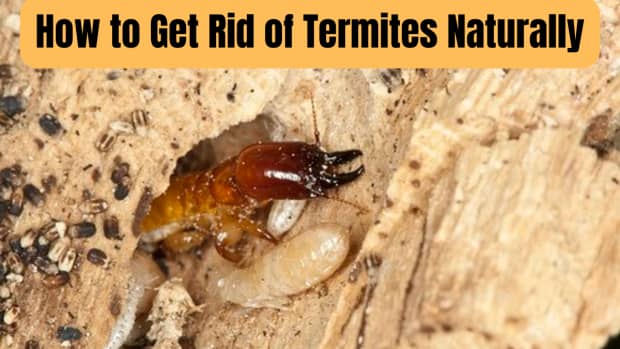 how-to-get-rid-of-termites-yourself