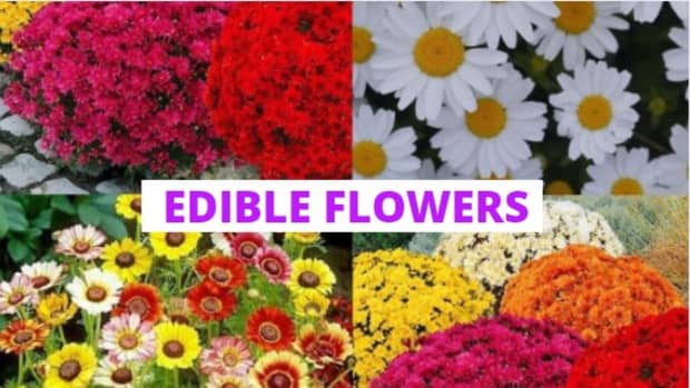 flowers-you-should-eat-for-your-health