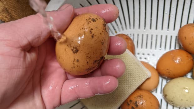 eggs-fresh-farm-does-not-mean-clean