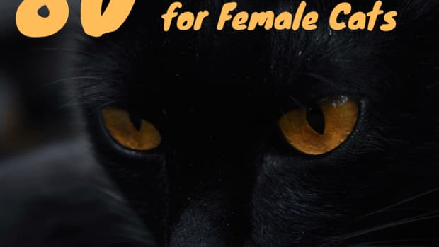 22-killer-cat-names-for-female-cats
