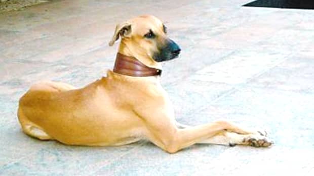 combai-or-kombai-dog-breed-information-facts-characteristics