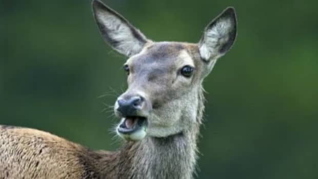 rare-deer-surviving-wars