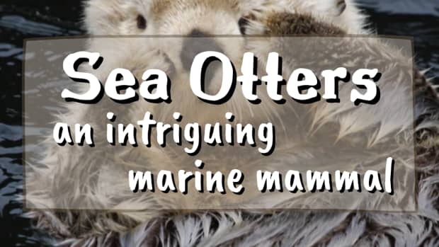 sea-otter-an-intriguing-marine-mammal