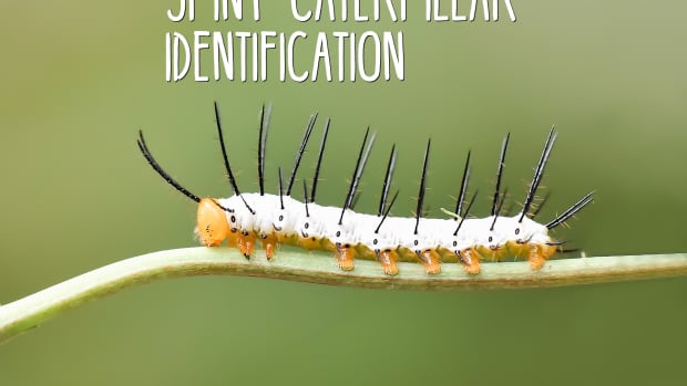 spiny-caterpillar-identification