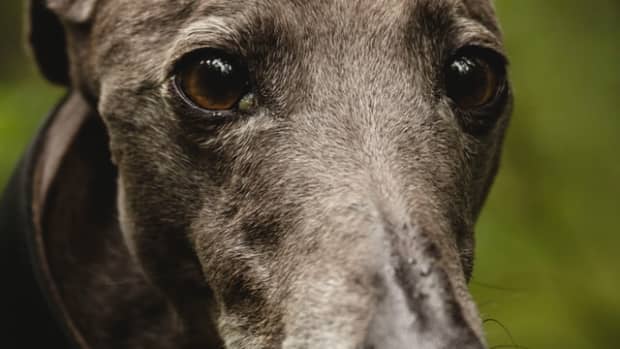what-is-alabama-rot