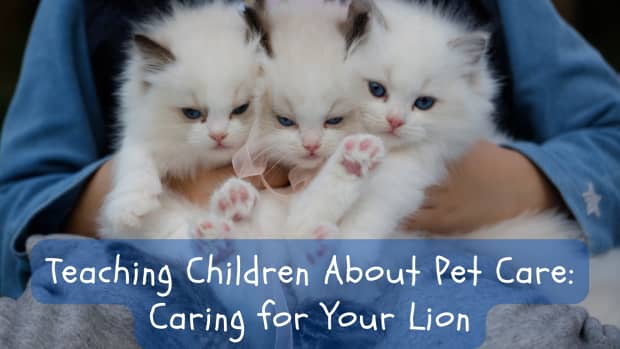 tammi-sauers-caring-for-your-lion-gives-advice-for-pet-care-with-a-twist-in-this-fun-read-aloud