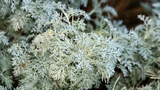 light-up-your-garden-with-silvery-foliage-plants