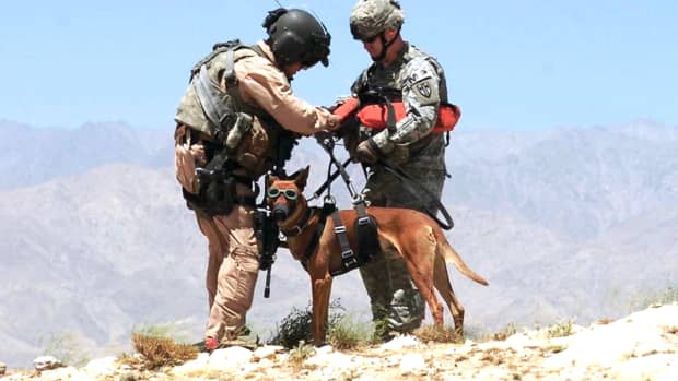 the-11-best-military-working-dog-breeds