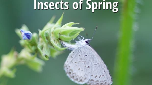 common-insects-of-spring