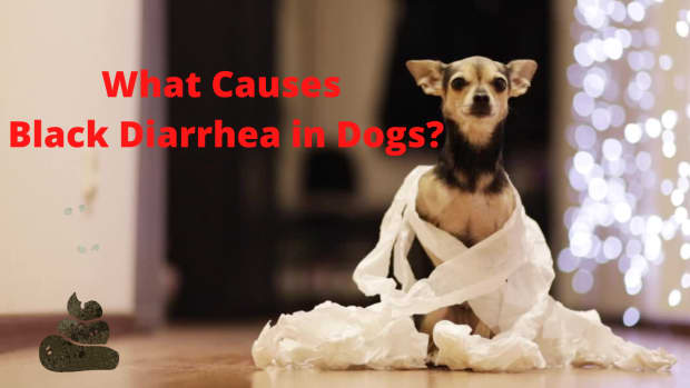 help-my-dog-has-black-diarrhea