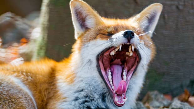 is-it-dangerous-to-own-a-pet-fox