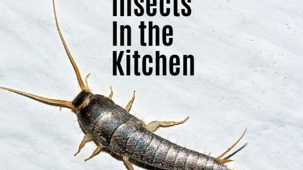 insects-in-the-kitchen-identification