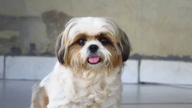 how often should shih tzus be groomed