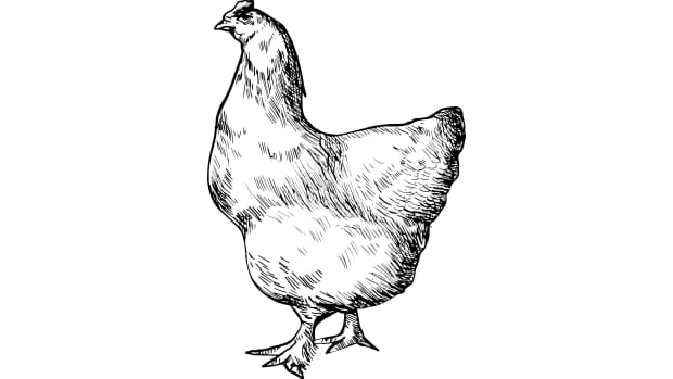 5-signs-to-male-and-female-identification-chicks-and-how-to-remove-external-warms-in-hatching-hens