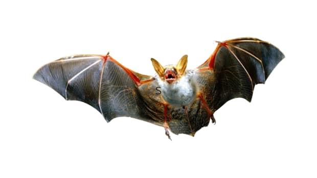 why-do-bats-carry-dangerous-diseases-and-the-20-most-bizarre-bat-species