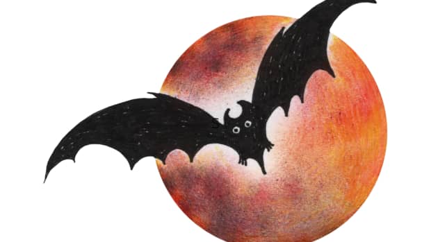 how-vampire-bats-suck-blood-for-30-minutes-unnoticed-and-true-facts-about-the-fruit-bat