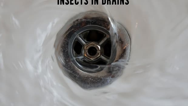 bugs-in-drains