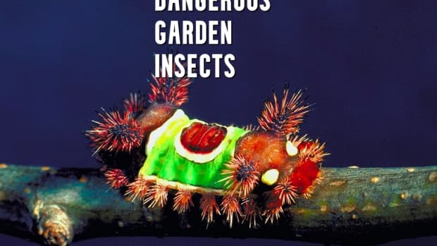 dangerous-garden-insects