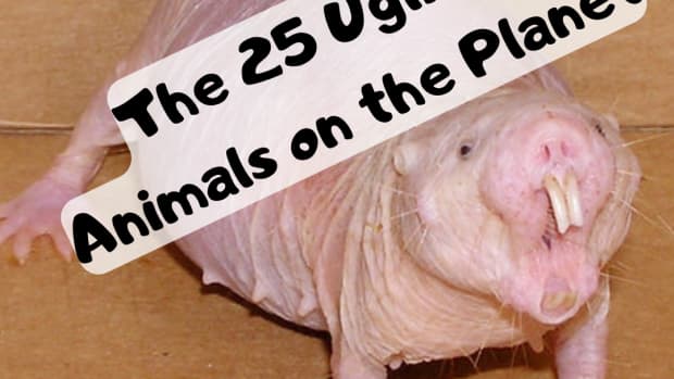 the-top-25-ugliest-animals