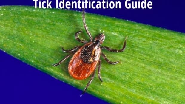 tick-identification