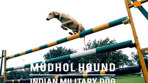 mudhol-hound-indian-military-dog-breed-information-facts-characteristics