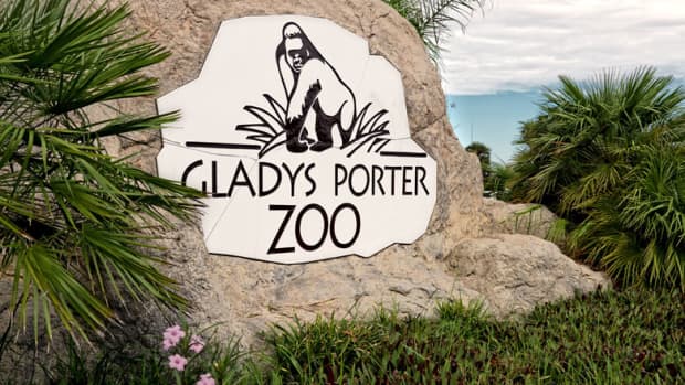amazing-gladys-porter-zoo-in-brownsville-tx