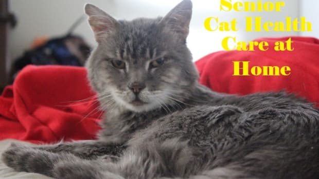 geriatric-cat-home-health-no-vet-available
