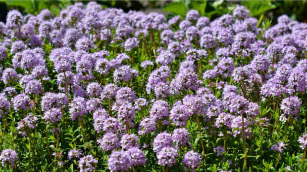 thyme-a-versatile-herb-for-your-garden
