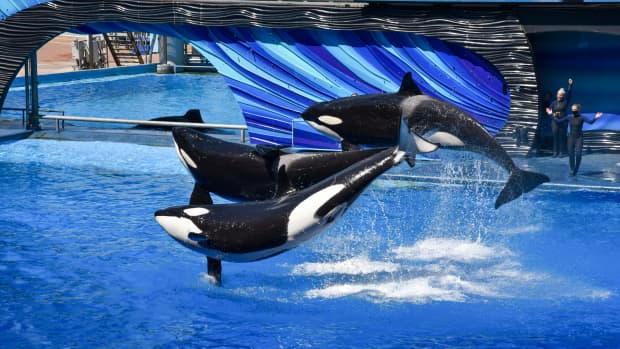 10-facts-about-killer-whales