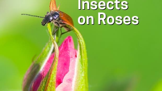 insects-on-roses