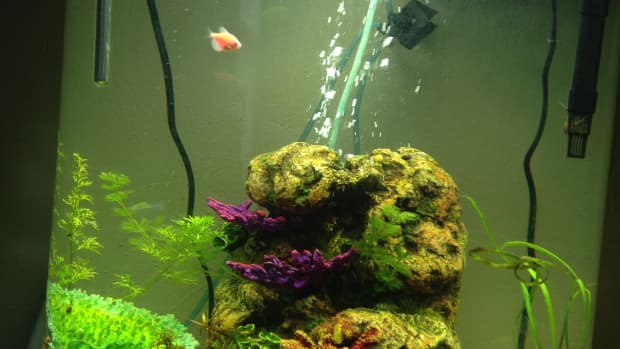using-live-plants-in-your-home-aquarium