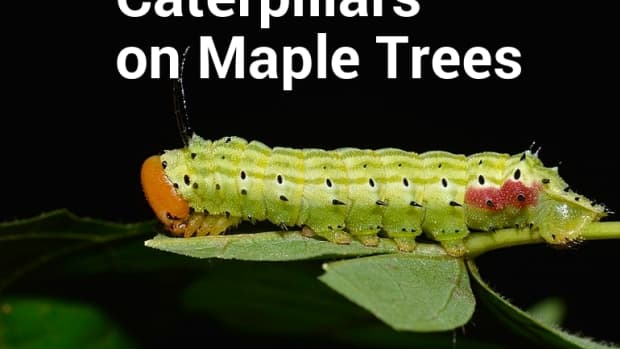 caterpillars-on-maple-trees