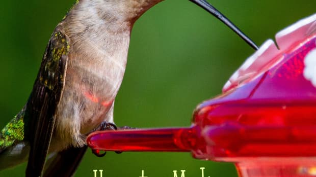the-best-ever-hummingbird-food-recipe